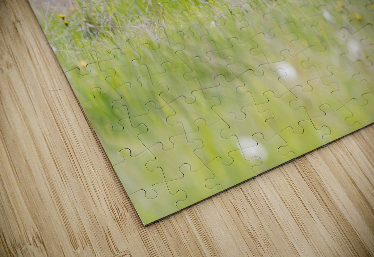 Grizzly Boar Randy Tremblay Photography Puzzle