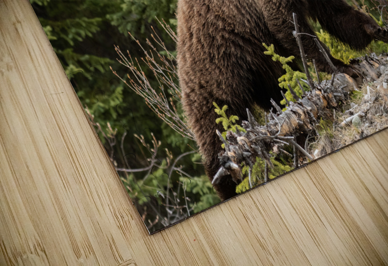 Grizzly Boar Randy Tremblay Photography Puzzle