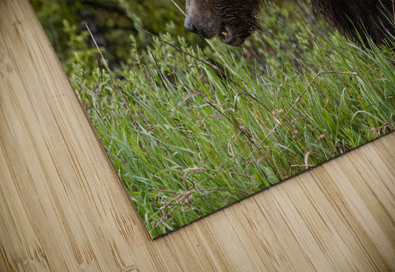 Grizzly Sow Randy Tremblay Photography Puzzle