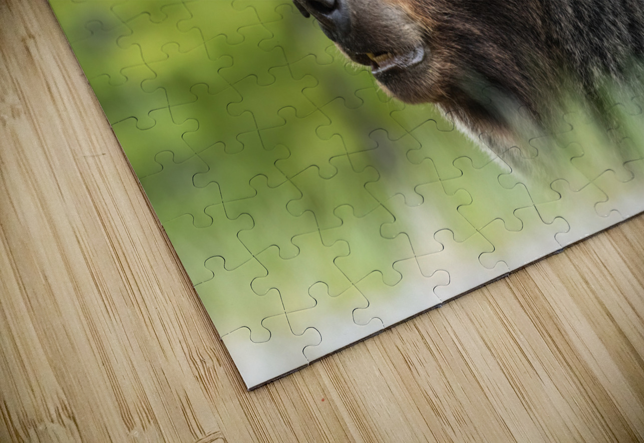 Grizzly Boar Randy Tremblay Photography Puzzle