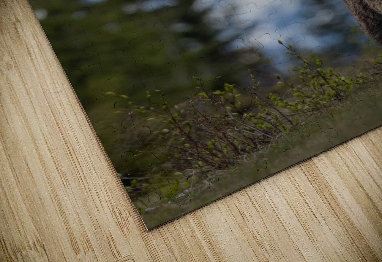 Grizzly Boar Randy Tremblay Photography Puzzle