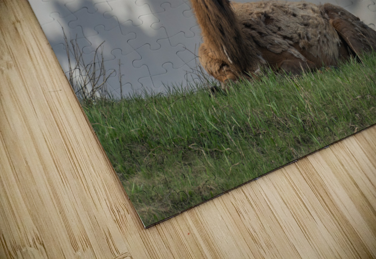 Cow Elk Randy Tremblay Photography Puzzle