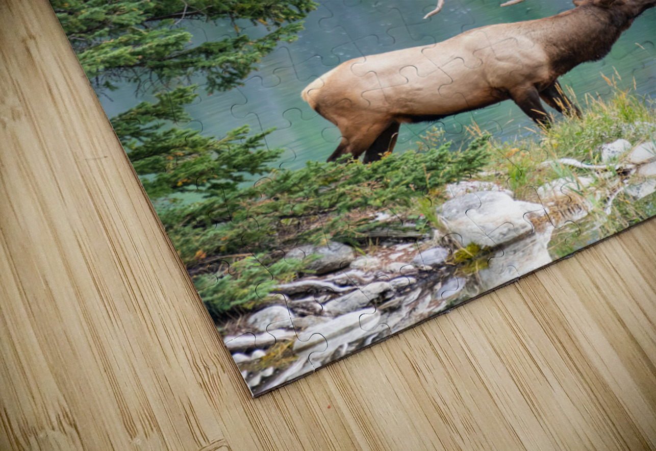 Bull Elk Randy Tremblay Photography Puzzle