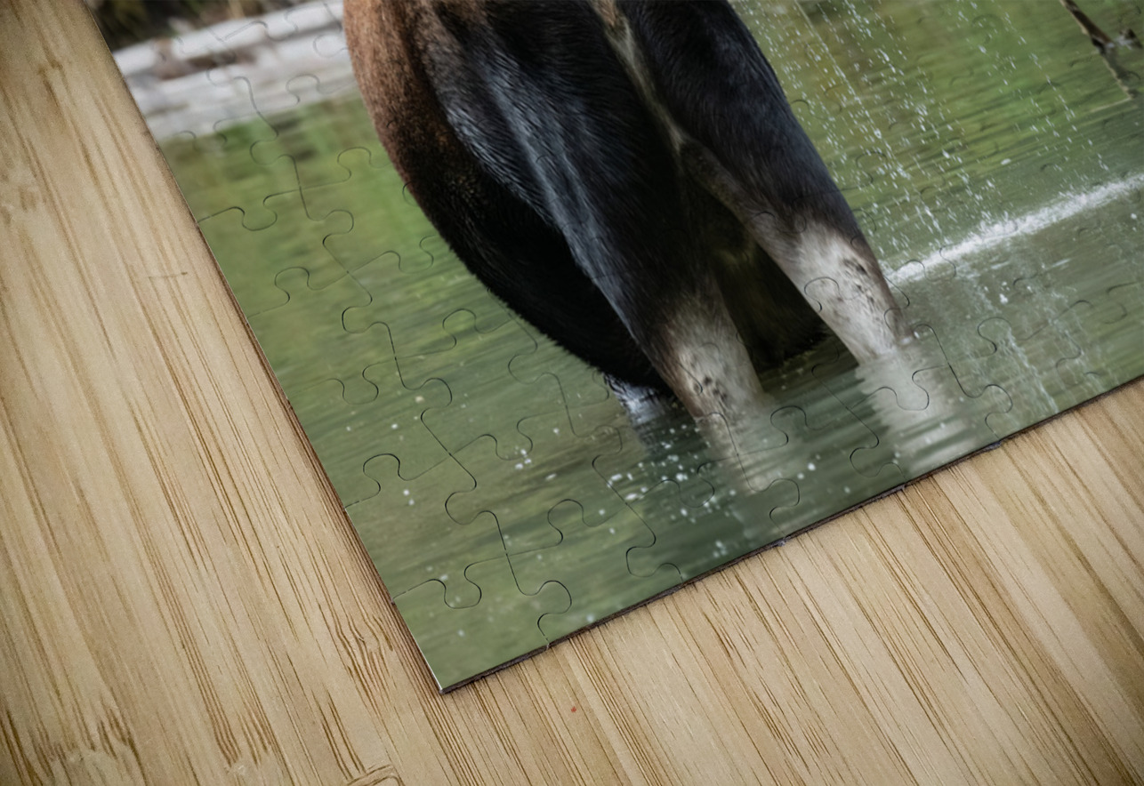 Cow Moose Randy Tremblay Photography Puzzle