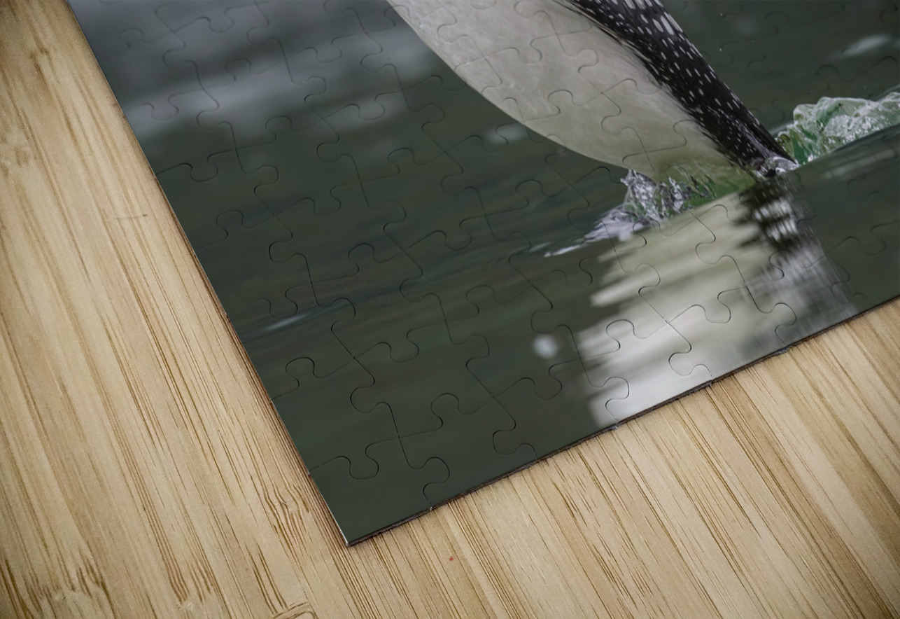 Common Loon Randy Tremblay Photography Puzzle