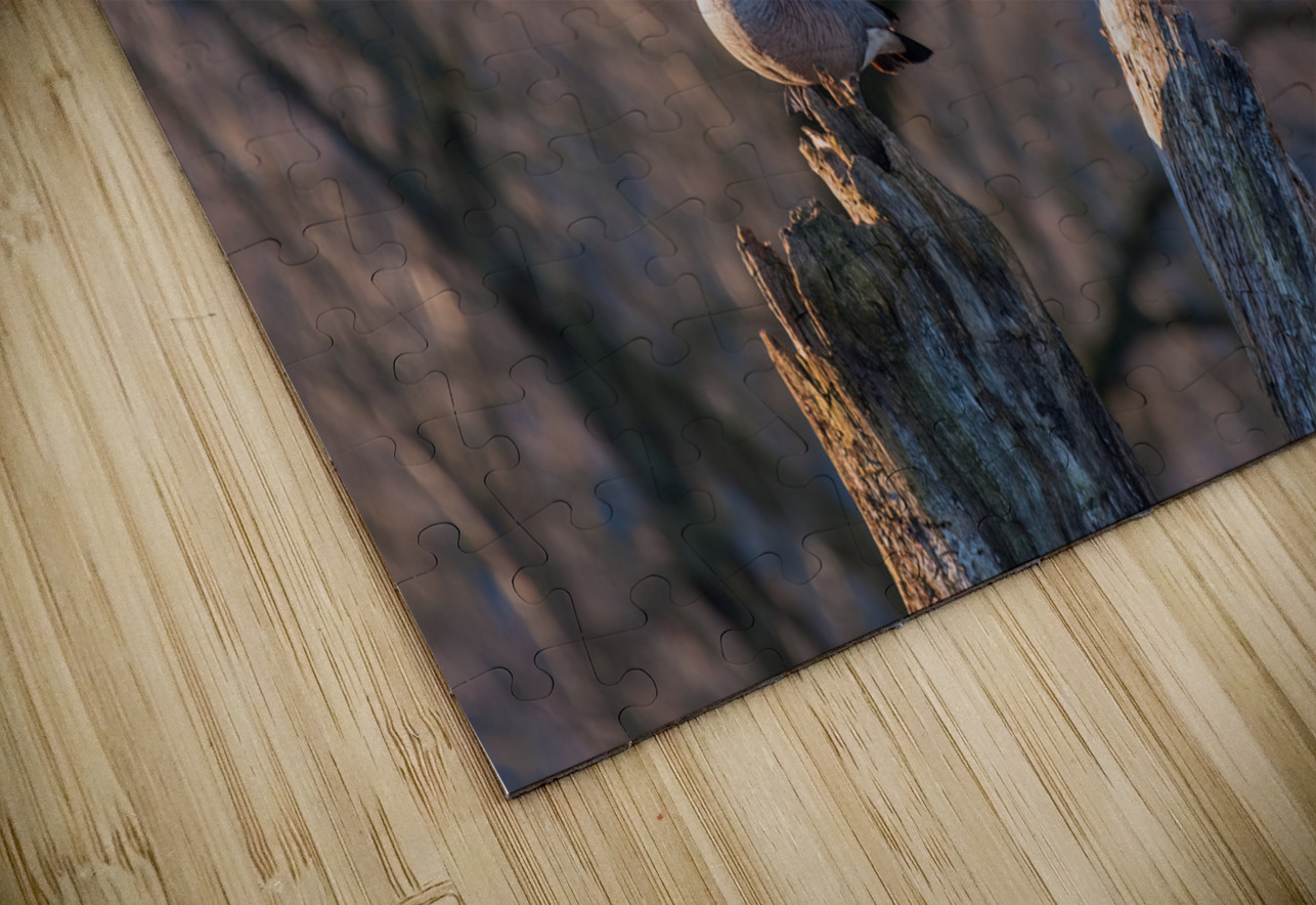 Canadian Geese Randy Tremblay Photography Puzzle