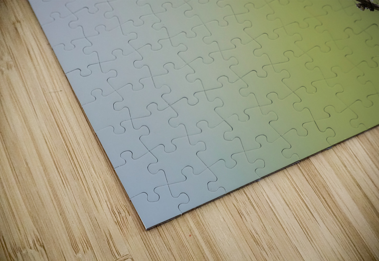 Male Calliope Hummingbird Randy Tremblay Photography Puzzle