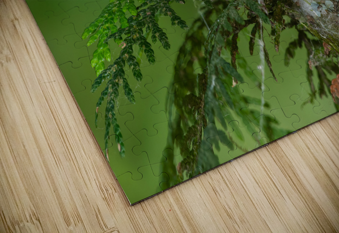 Female Rufous Hummingbird Randy Tremblay Photography Puzzle