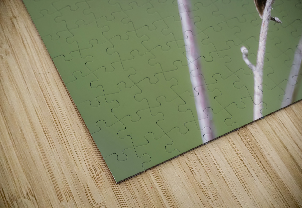 Male Calliope Hummingbird Randy Tremblay Photography Puzzle