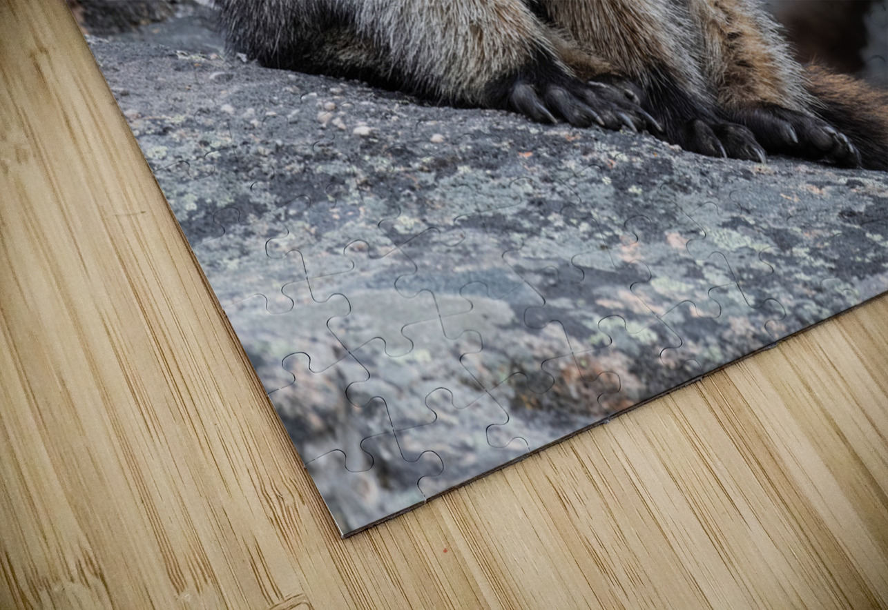 Hoary Marmot Randy Tremblay Photography Puzzle