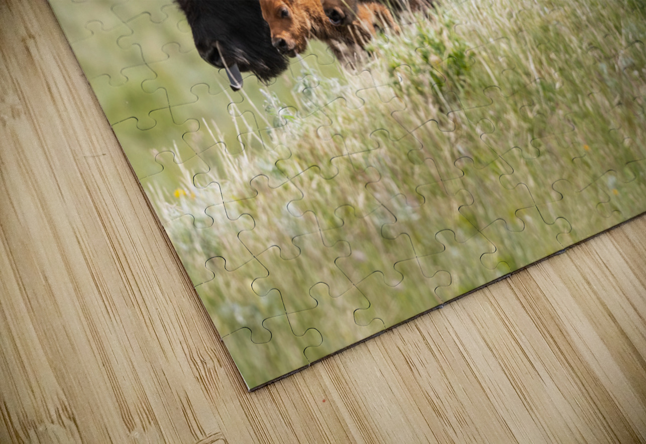 Female Bison with Calves Randy Tremblay Photography Puzzle