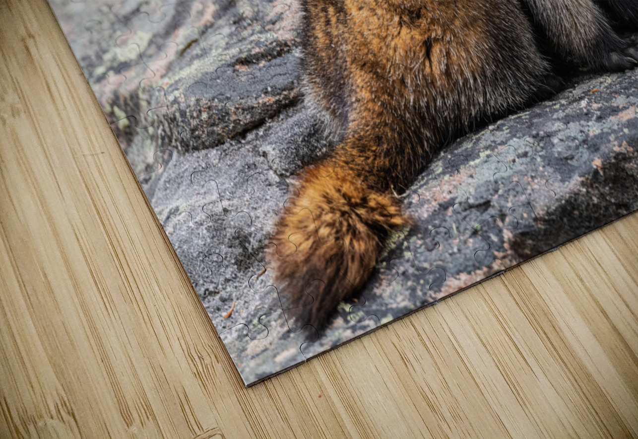 Hoary Marmot Randy Tremblay Photography Puzzle