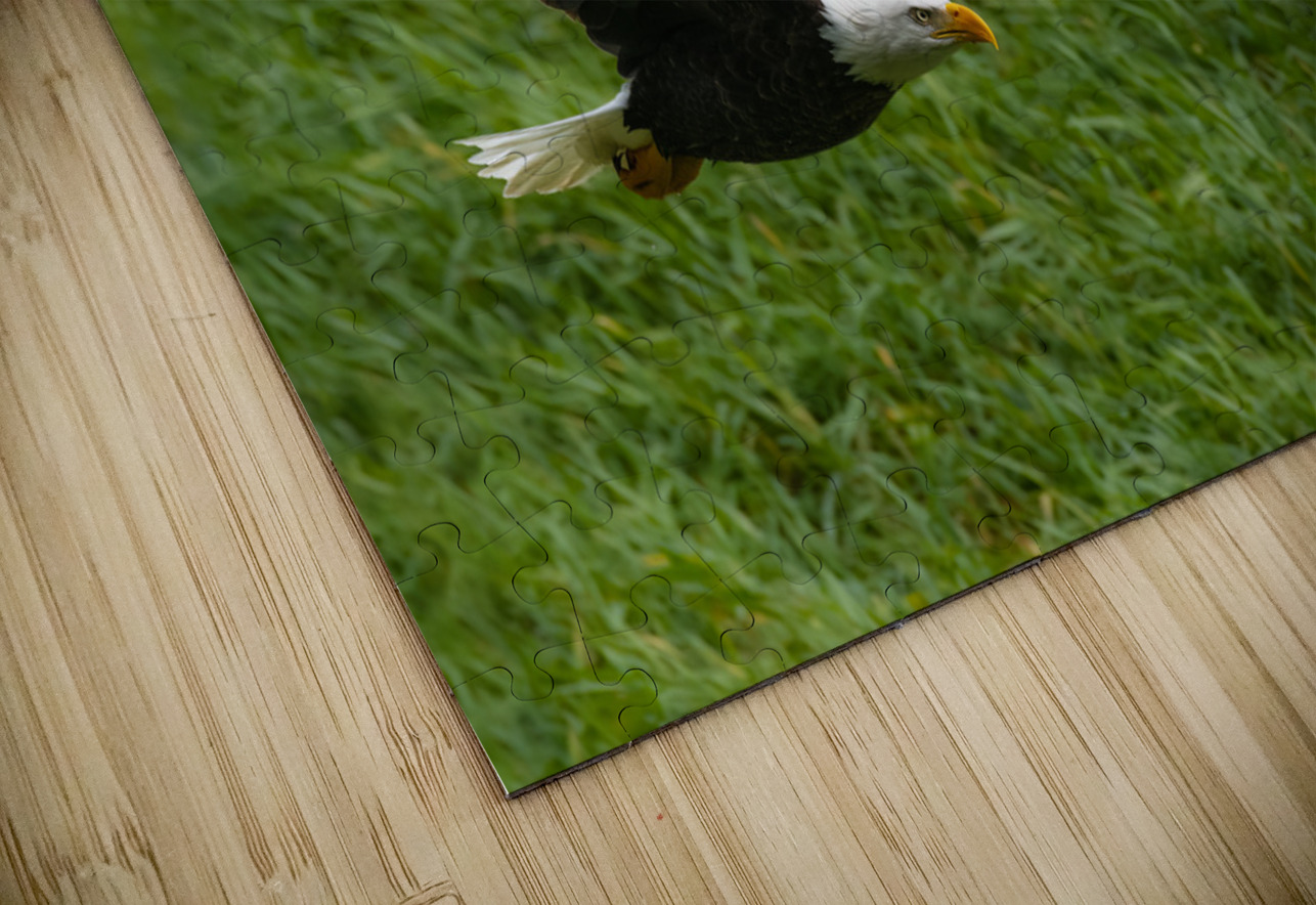 Bald Eagle Randy Tremblay Photography Puzzle