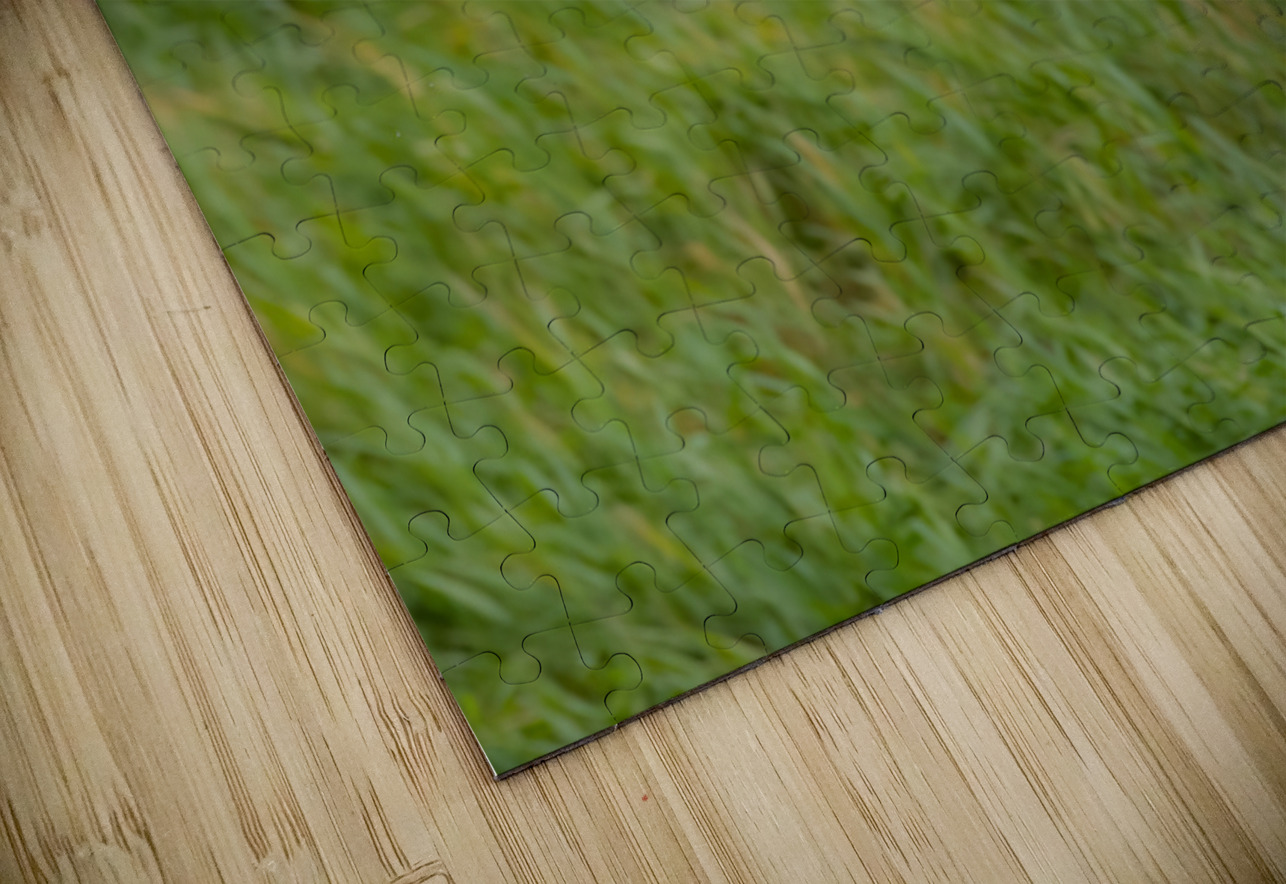 Bald Eagle Randy Tremblay Photography Puzzle