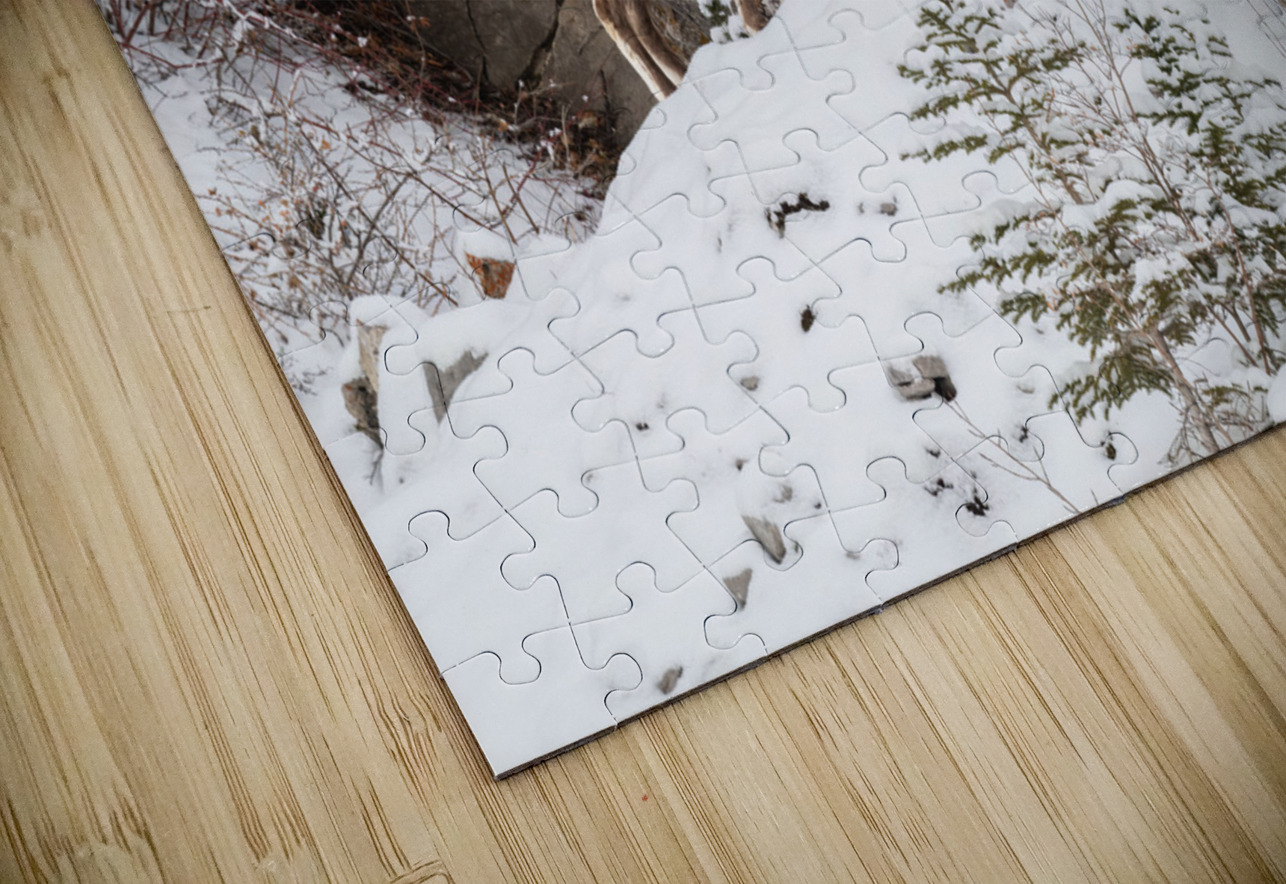 Bighorn Ram Randy Tremblay Photography Puzzle