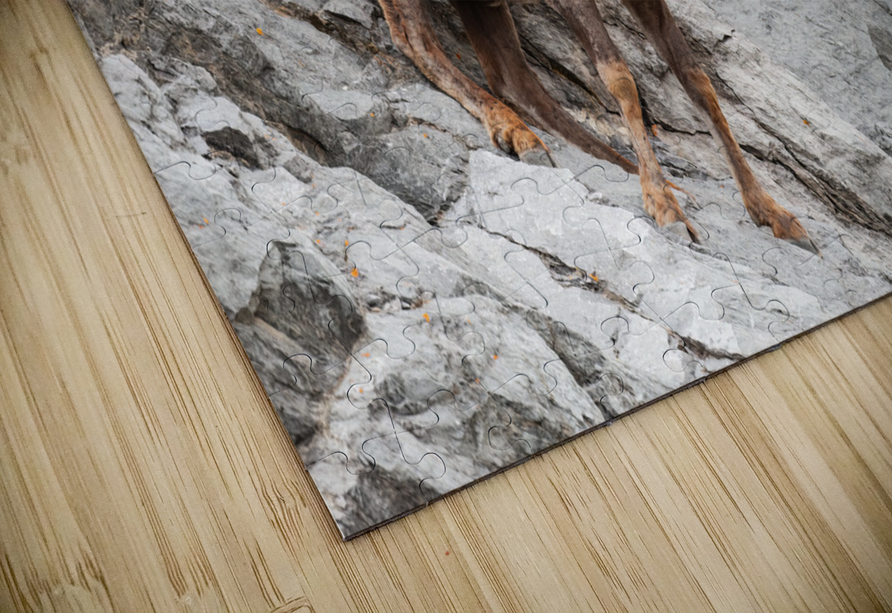 Bighorn Ram Randy Tremblay Photography Puzzle