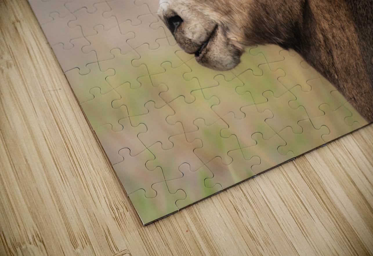 Bighorn Ram Randy Tremblay Photography Puzzle