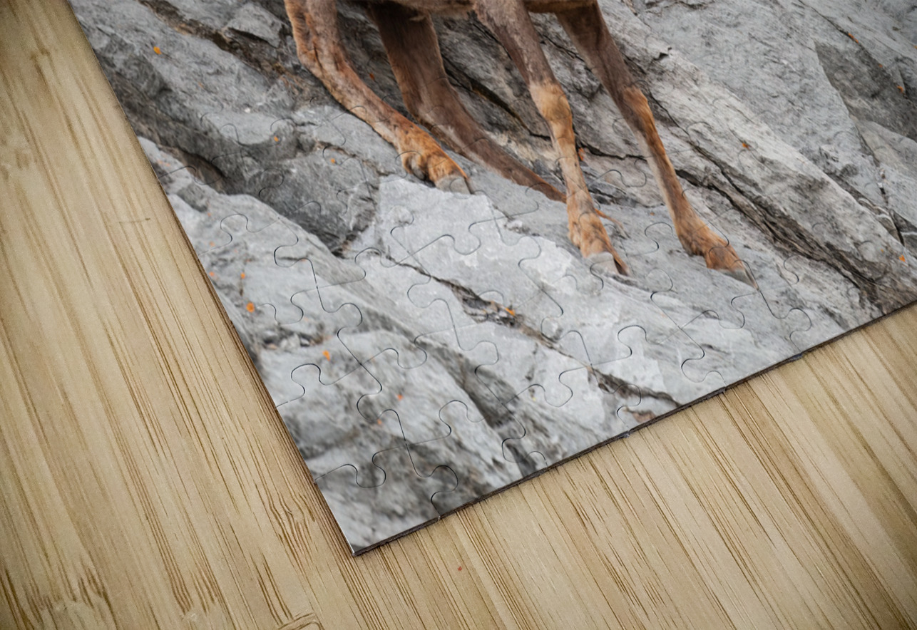 Bighorn Ram Randy Tremblay Photography Puzzle