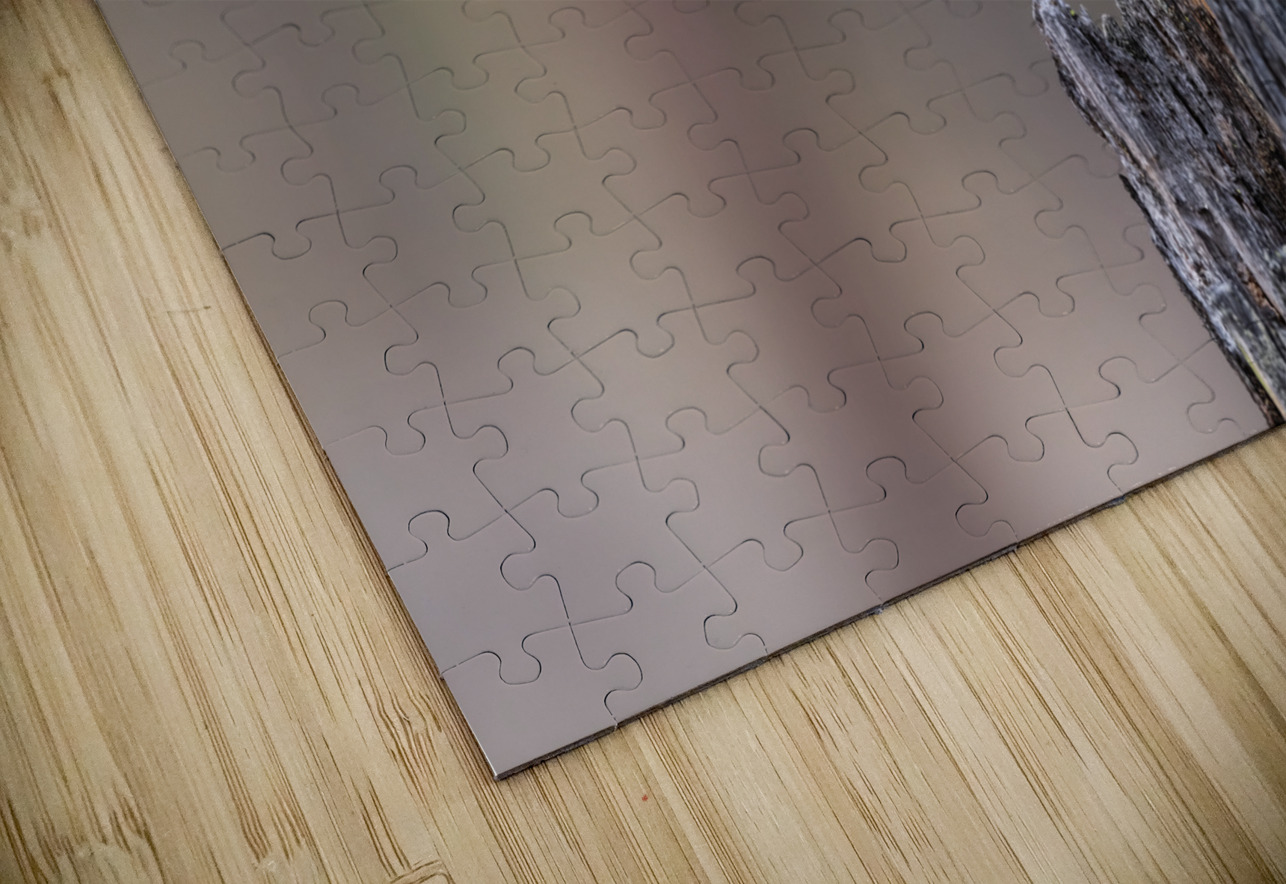 Northern Pygmy Owl Randy Tremblay Photography Puzzle