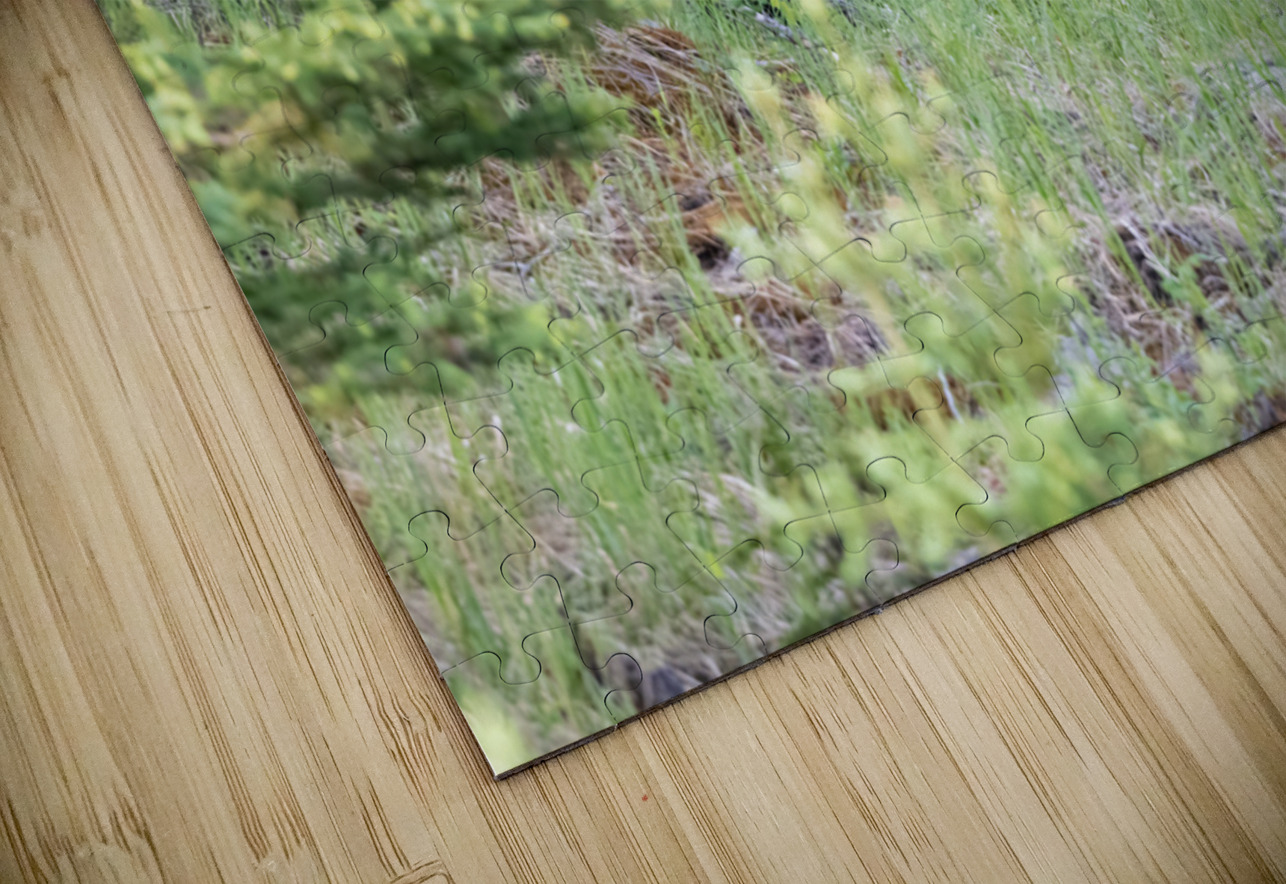 Grizzly Bear Randy Tremblay Photography Puzzle