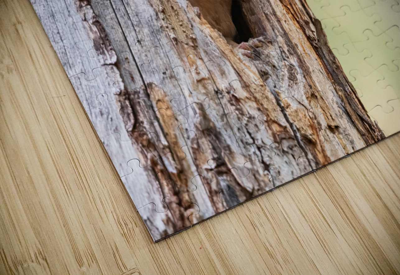 Northern Saw-Whet Owlet Randy Tremblay Photography Puzzle