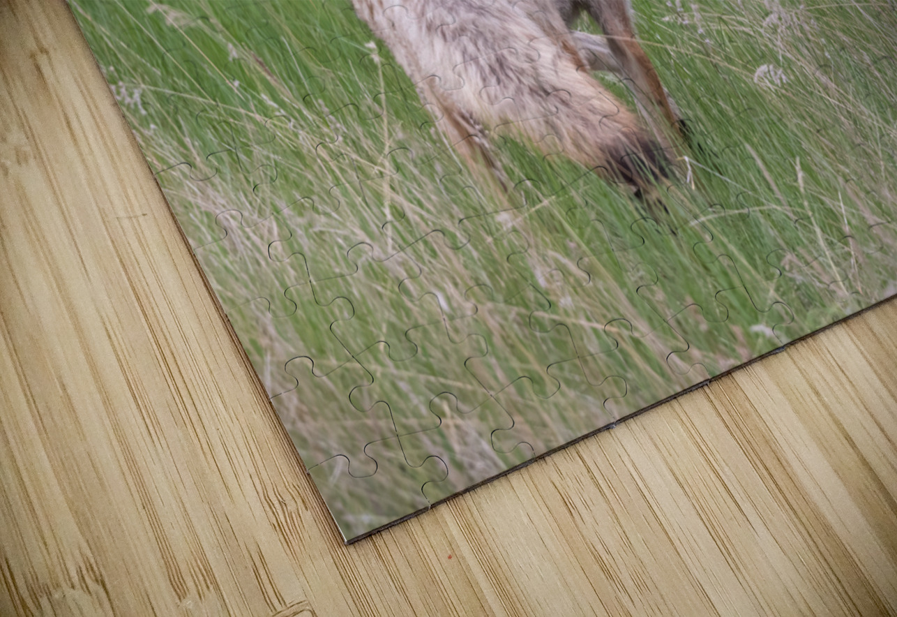 Coyote Randy Tremblay Photography Puzzle