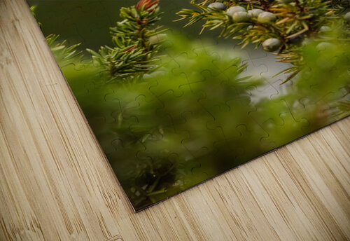 Cedar Waxwing Randy Tremblay Photography puzzle