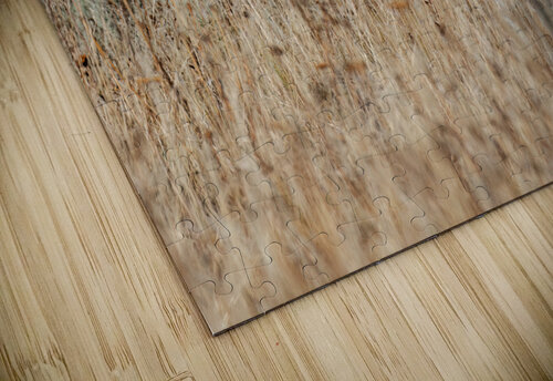 Coyote Randy Tremblay Photography puzzle