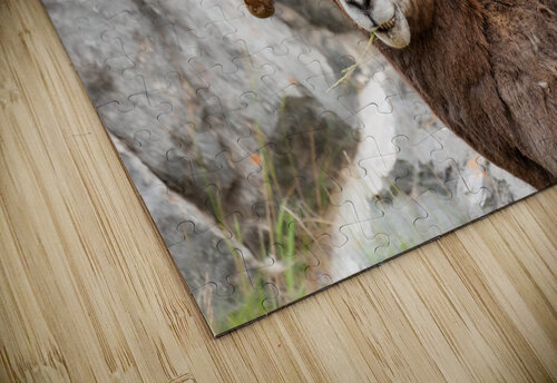 Bighorn Ram Randy Tremblay Photography puzzle