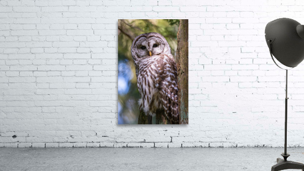 Barred Owl Wall Preview