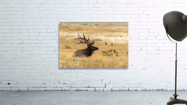 Bull Elk Wall Preview