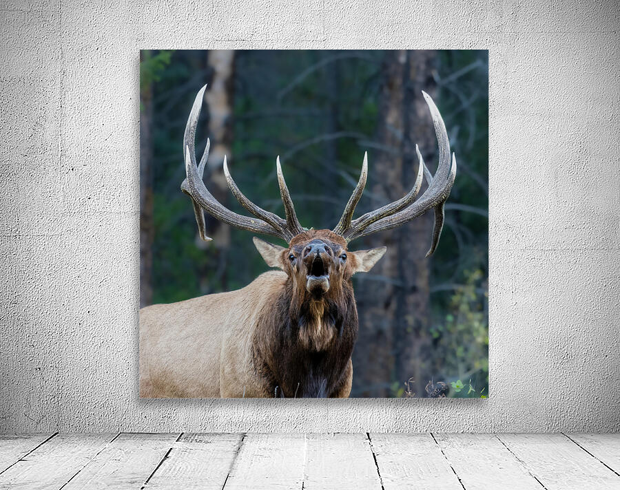 Bull Elk Wall Preview
