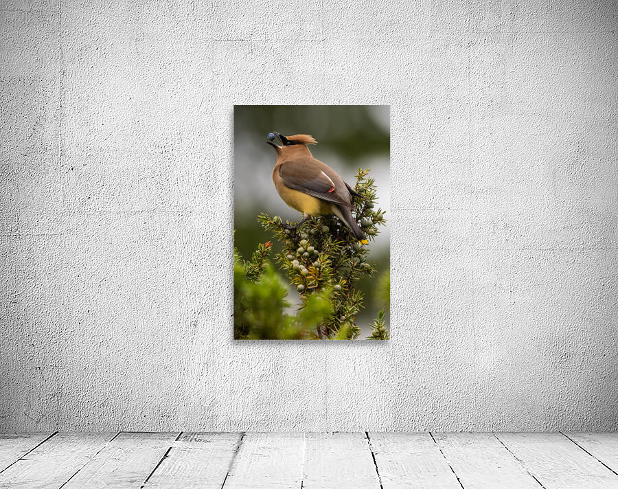 Cedar Waxwing Wall Preview