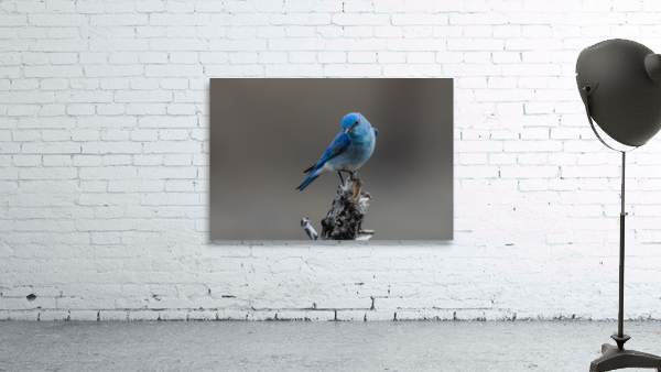 Male Mountain Bluebird Wall Preview