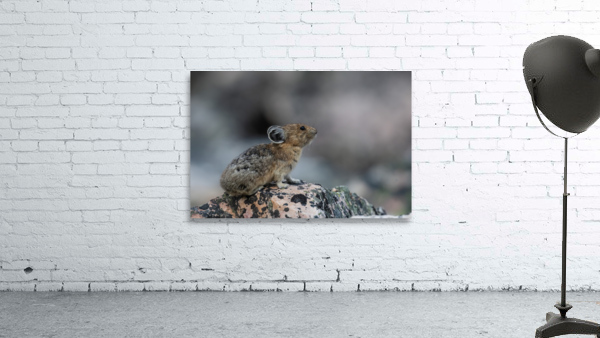 American Pika Wall Preview