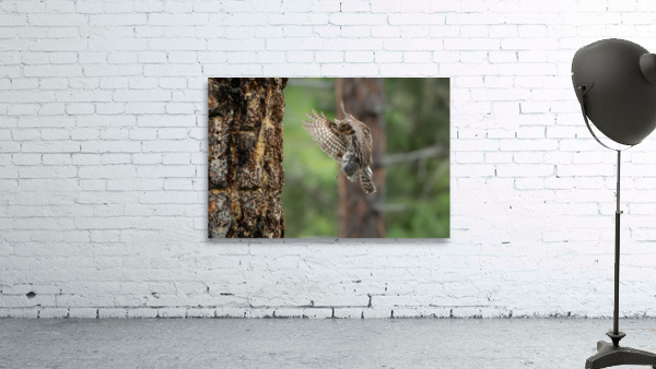 Northern Pygmy Owl Wall Preview