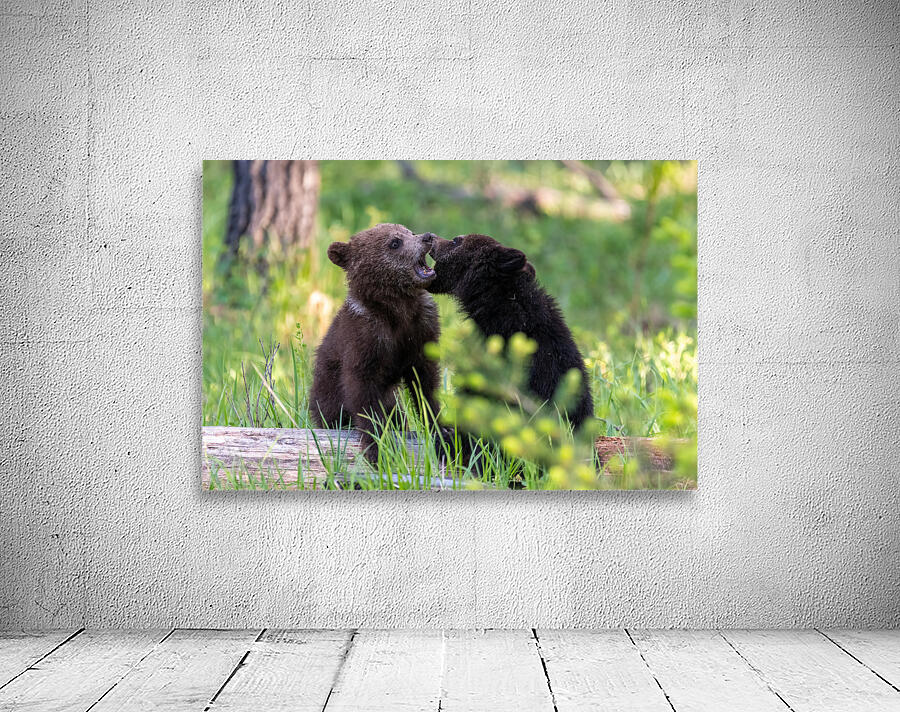 Grizzly Cubs Wall Preview