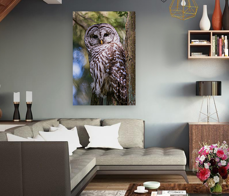 Barred Owl Reproduction