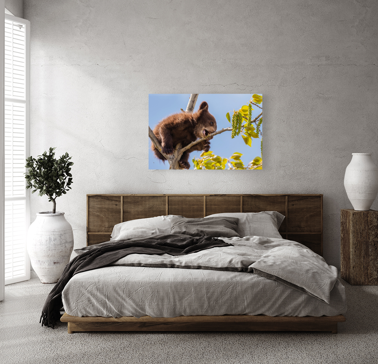 Black Bear Cub Reproduction