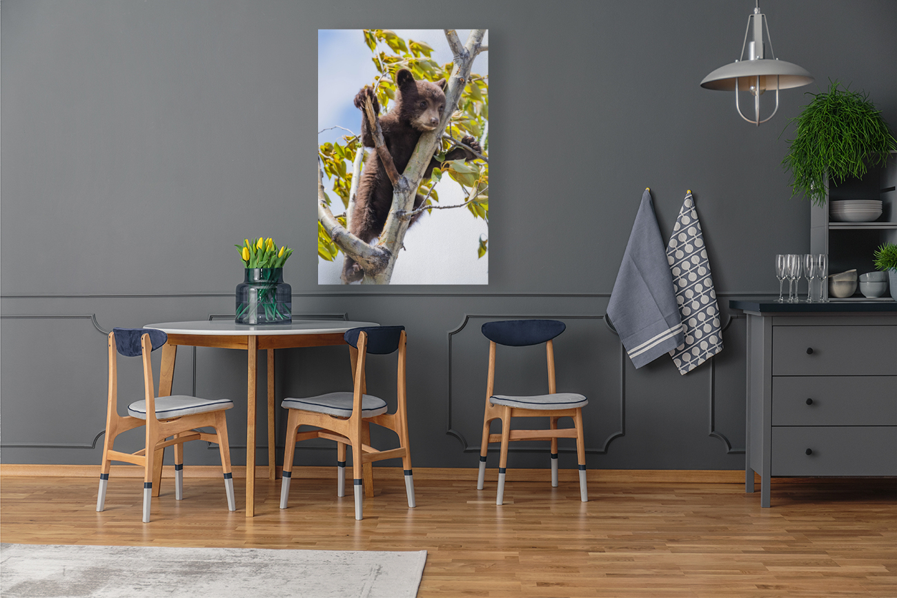 Black Bear Cub Reproduction