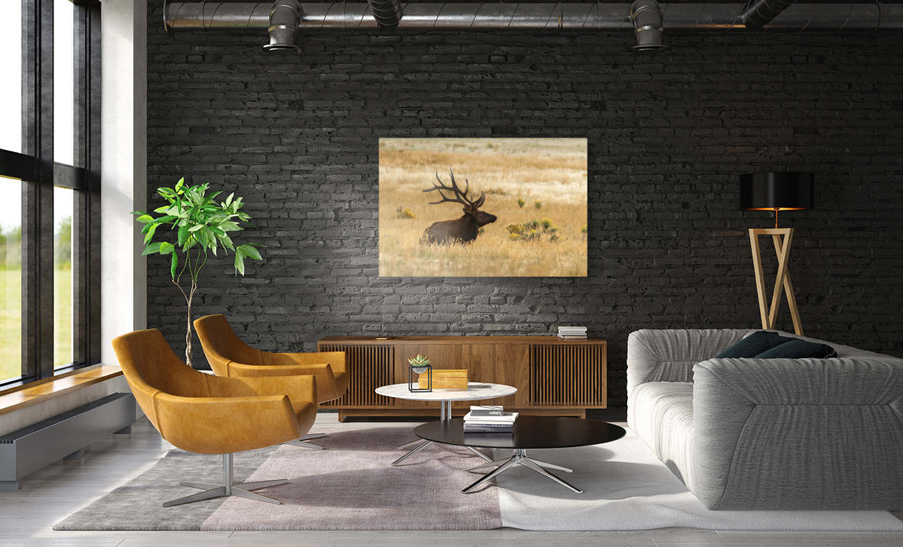 Bull Elk Reproduction