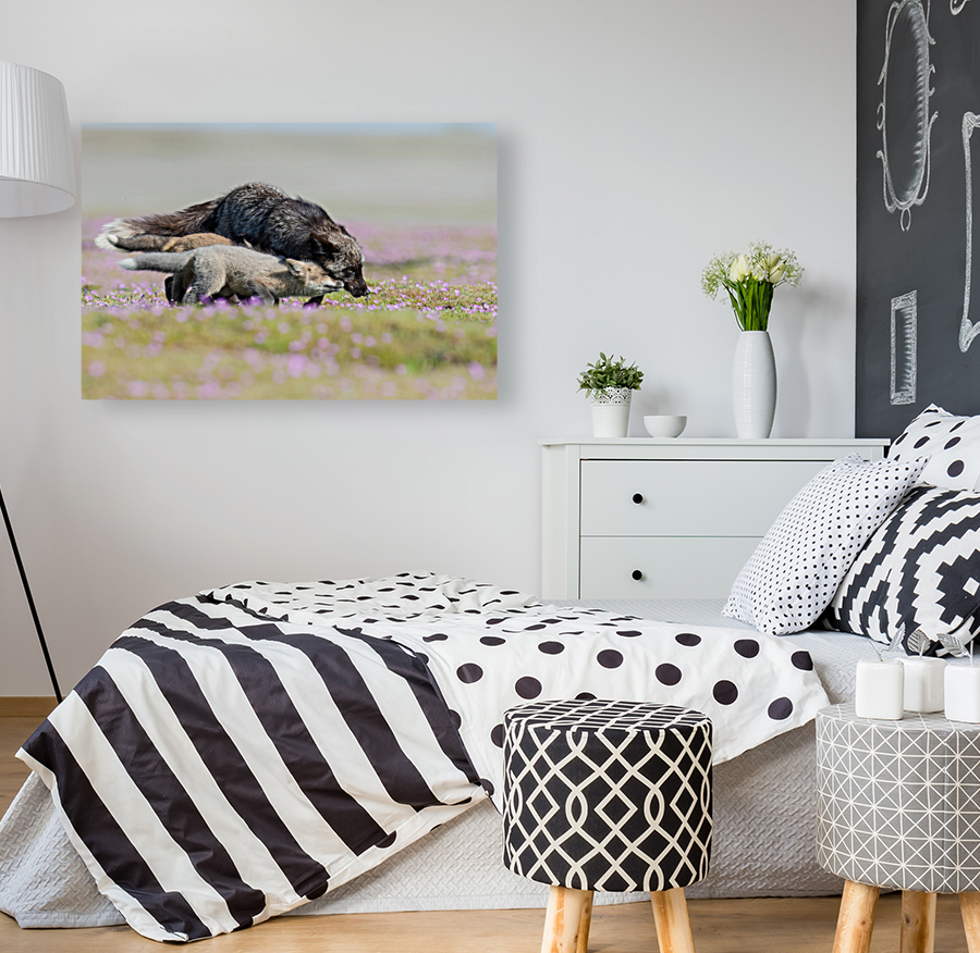 Red Fox with Kits Reproduction