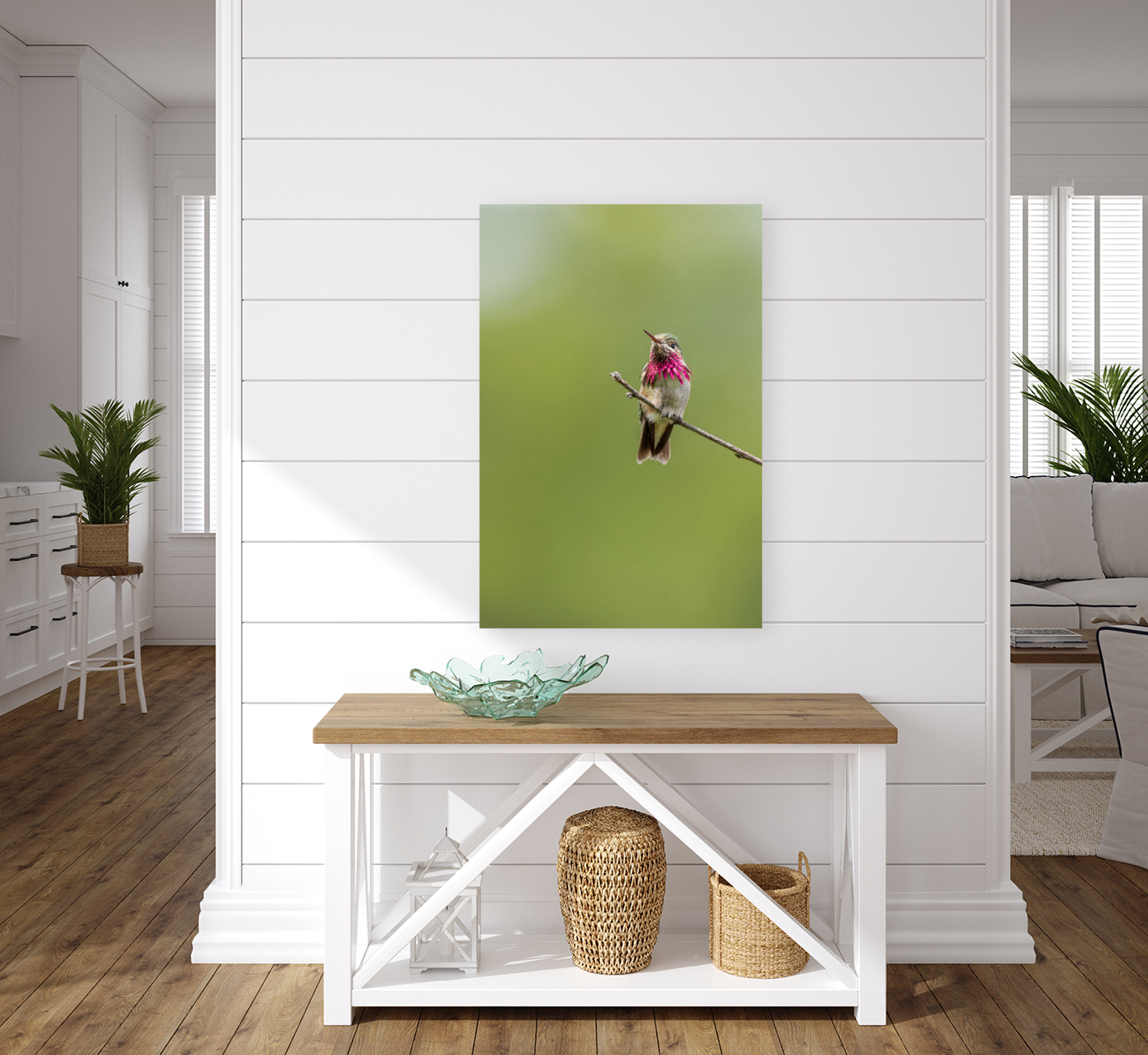 Male Calliope Hummingbird Reproduction