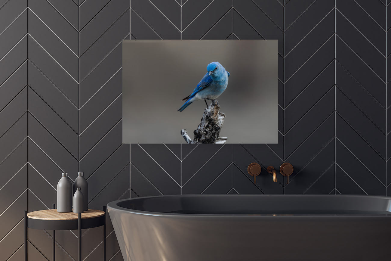 Male Mountain Bluebird Reproduction