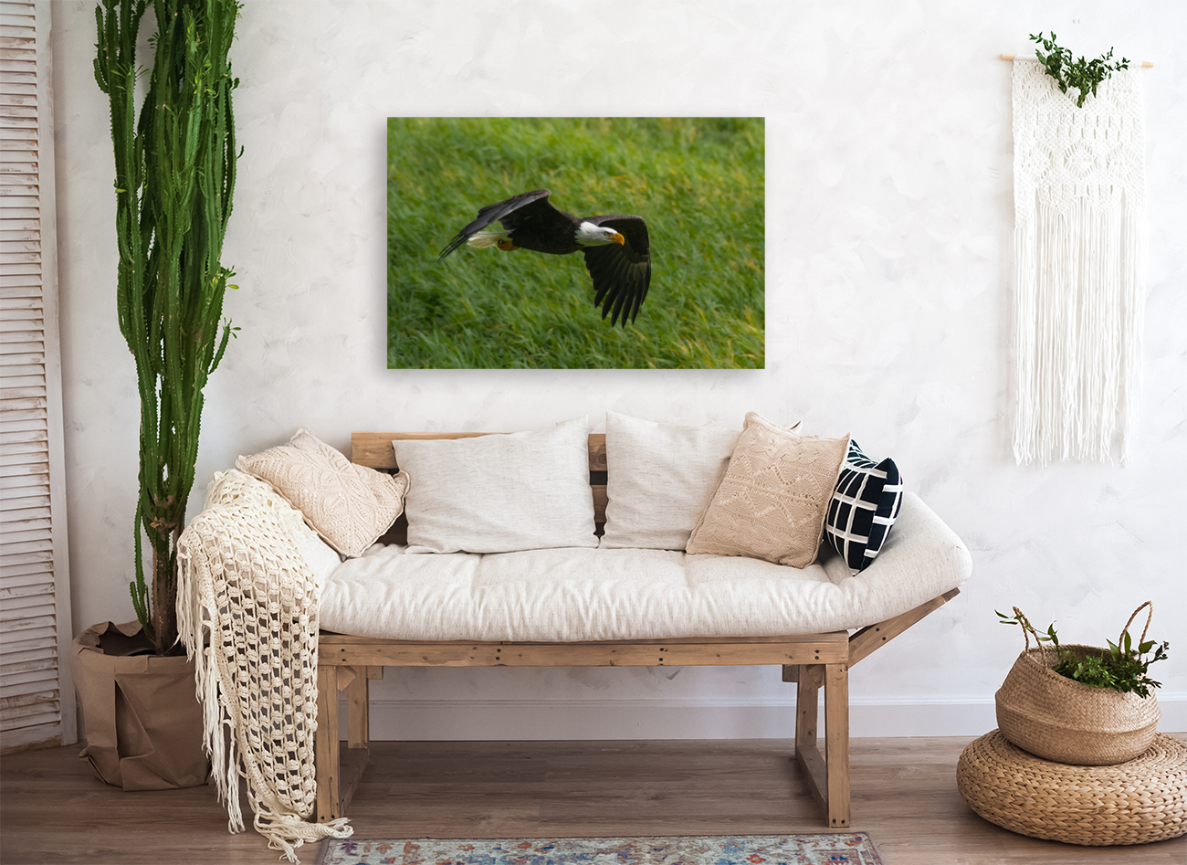 Bald Eagle Reproduction