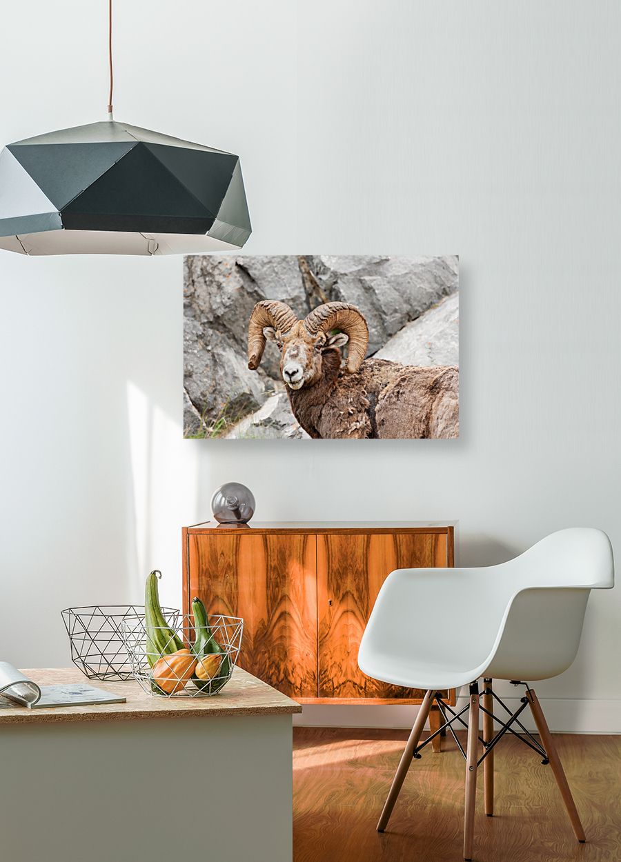 Bighorn Ram Reproduction