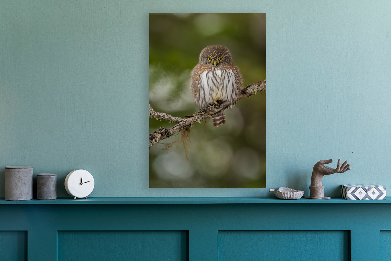 Northern Pygmy Owl Reproduction