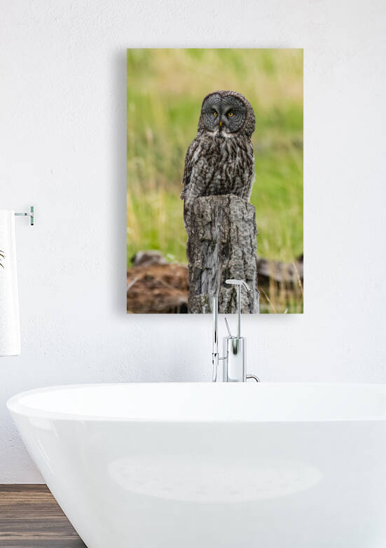 Great Gray Owl by Randy Tremblay Photography