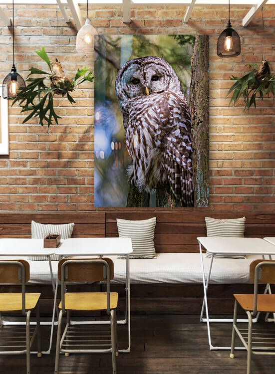 Barred Owl by Randy Tremblay Photography