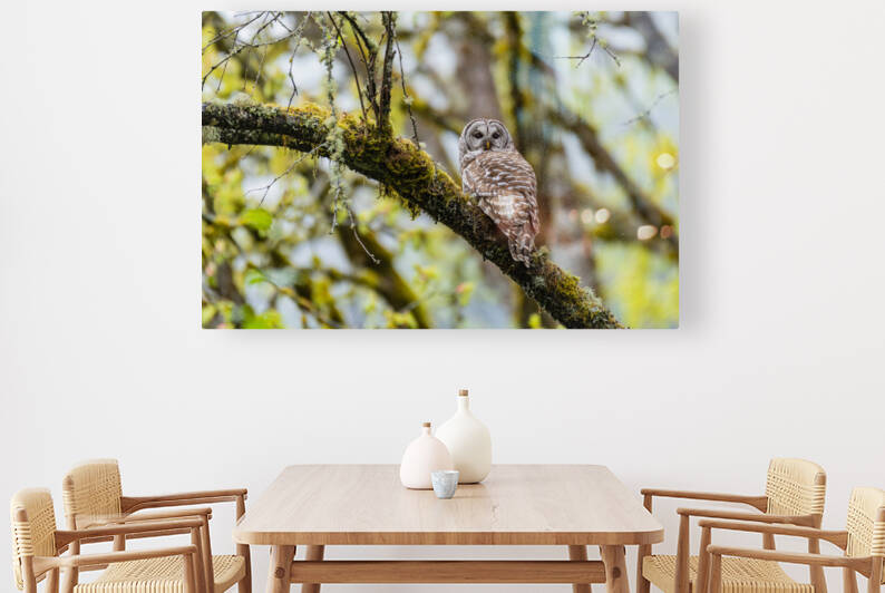 Barred Owl by Randy Tremblay Photography